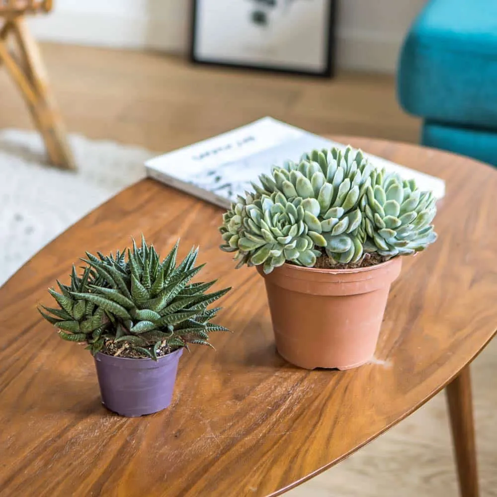 Réconciliation Végétale echeveria haworthia plantes grasses lot de 2 faciles