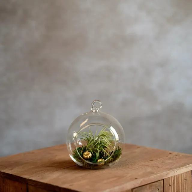 Airplantshop Glasbol boule verre 10 cm Tillandsia mousse