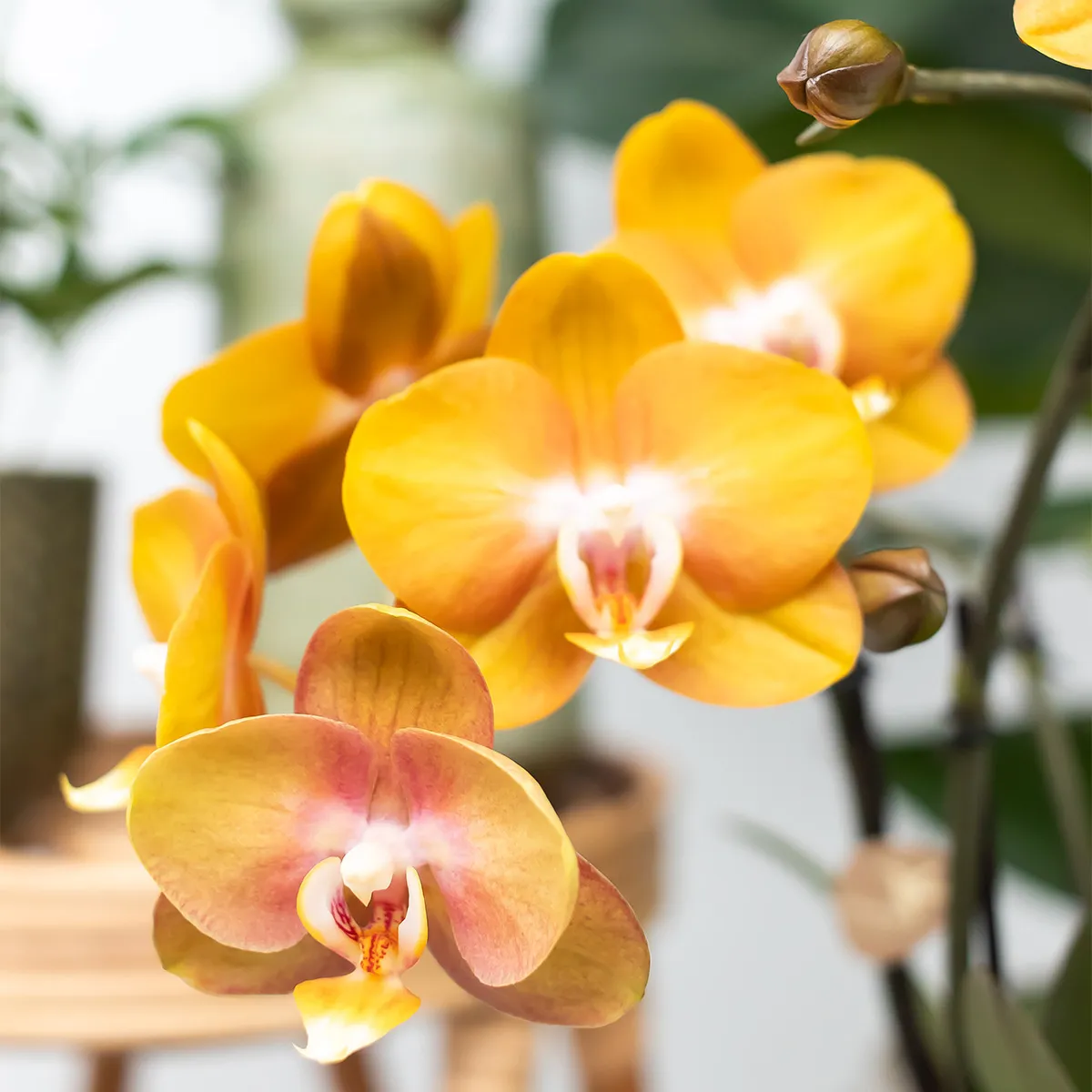 PLANT AND STORIES Las Vegas phalaenopsis orchidée lot 4 orange