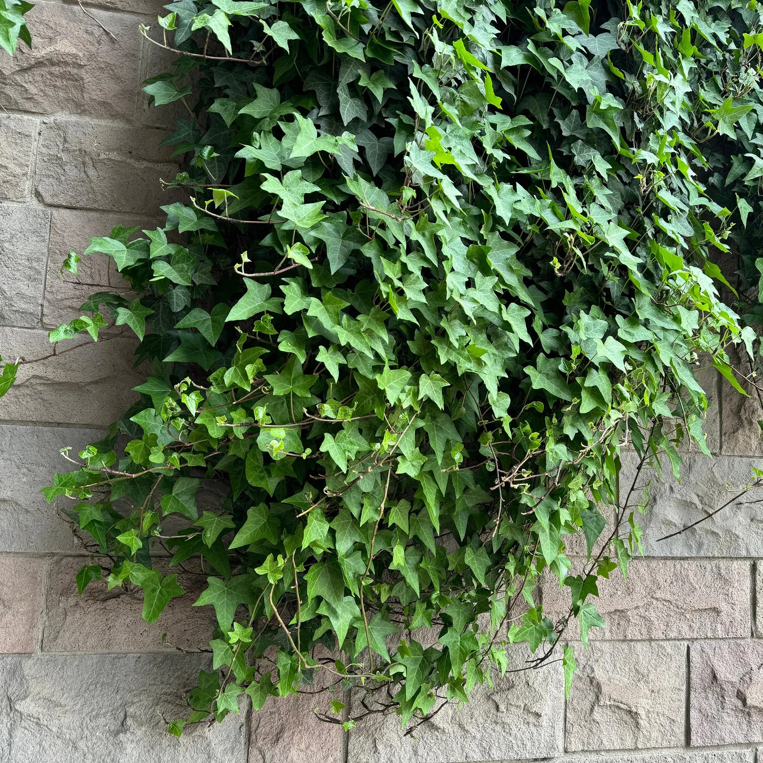 Plant and Stories Trio Grimpantes Fleuries lot 4 pot 11cm pergola