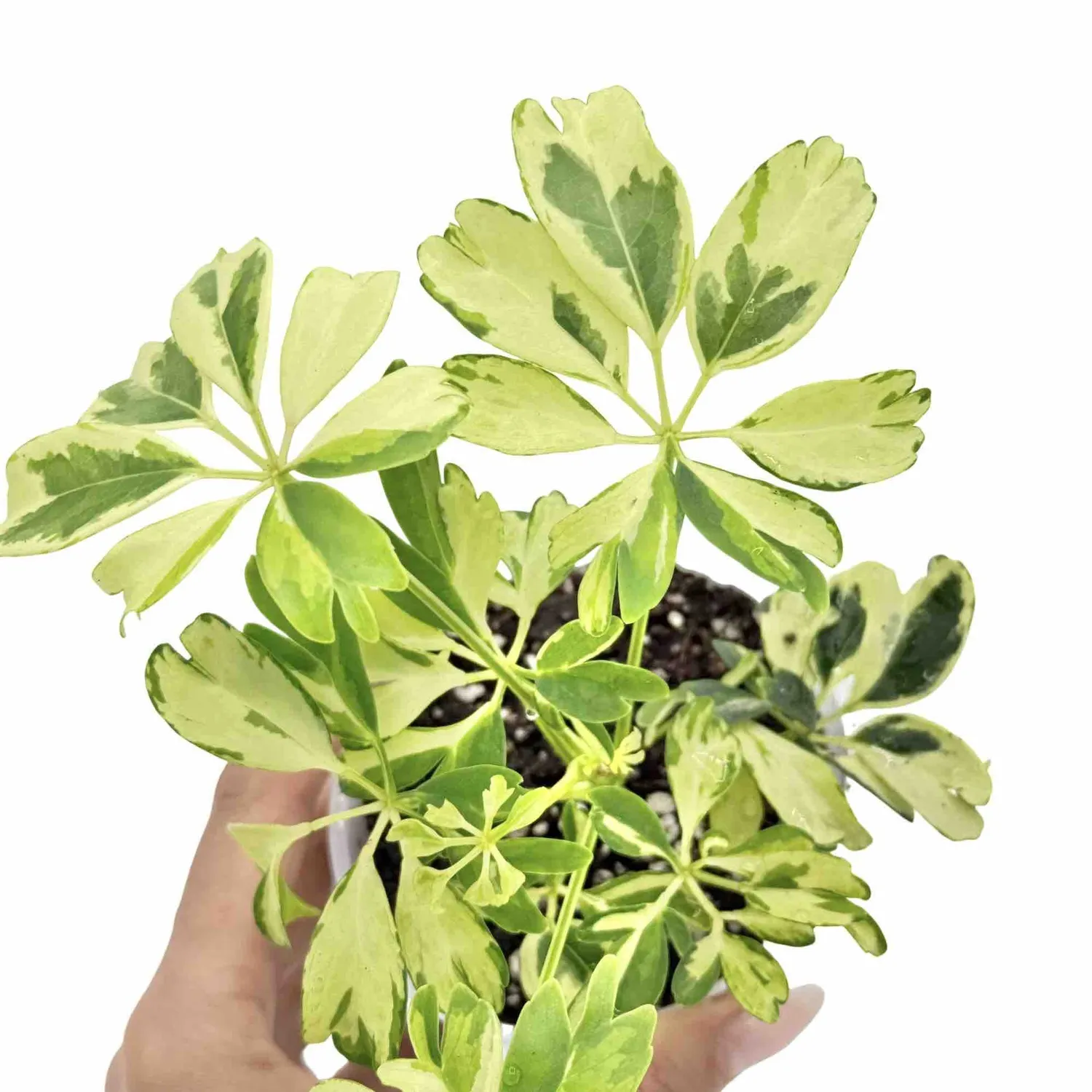 Plant and Stories Schefflera Janine plante d'intérieur 9cm panachée