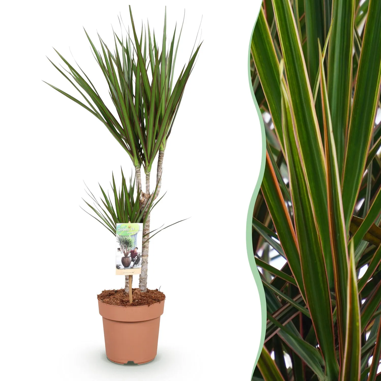 Plant and Stories Dracaena Marginata plante d’intérieur pot 17cm bord rouge