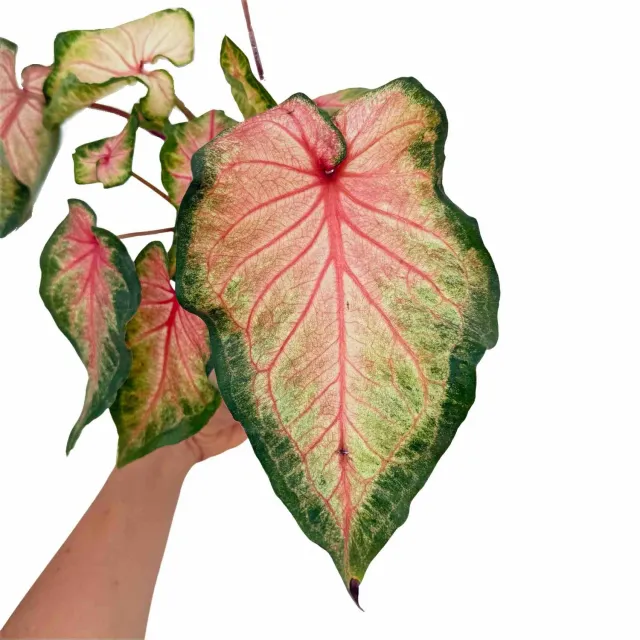 Plant and Stories Caladium Florida Sweet Heart plante pot 13 cm