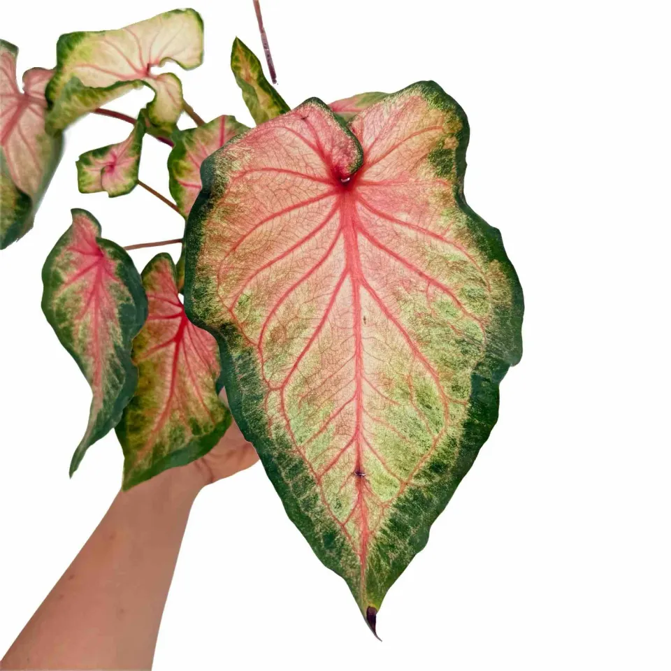 Plant and Stories Caladium Florida Sweet Heart plante pot 13 cm