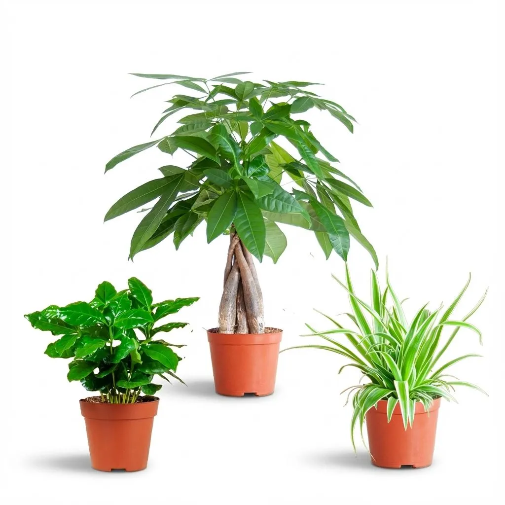 Plant and Stories Box 3 plantes pet-friendly pot 12cm sûre