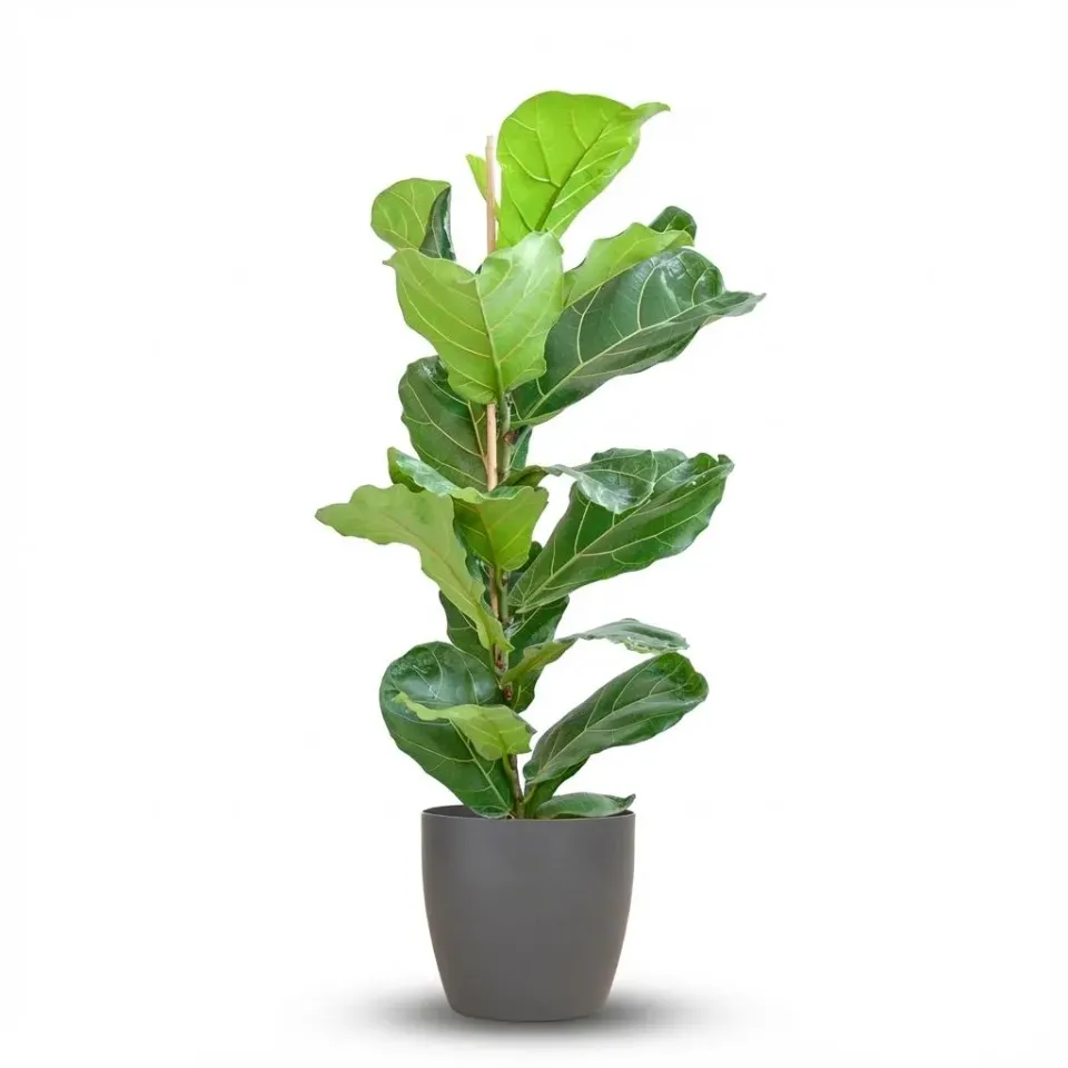 Plant and Stories Lyrata ficus pot 21 cm 75-85 cm sans cache-pot