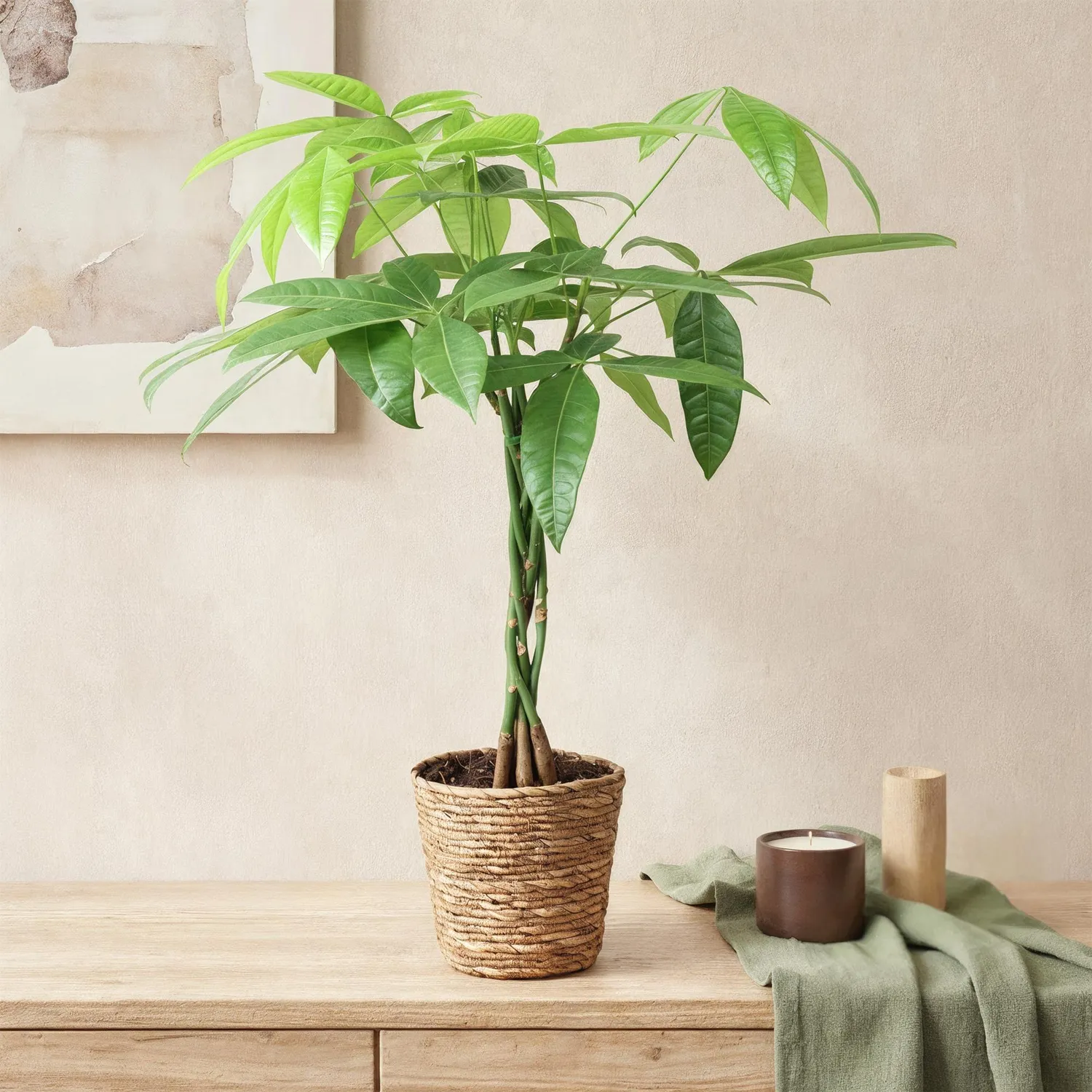 Plant and Stories Pachira Aquatica arbre à argent pot 17cm 60-70cm