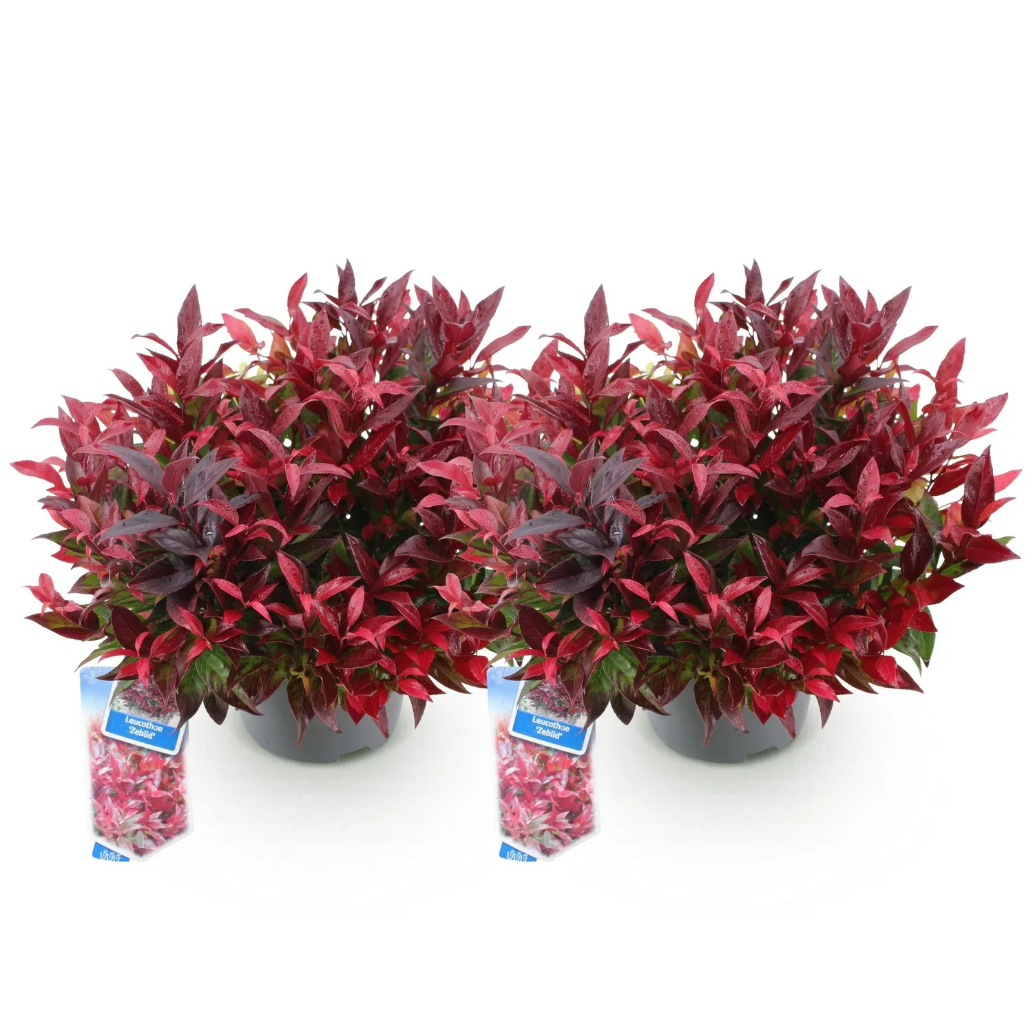 Plant and Stories Zeblid leucothoé arbuste 17 cm ombre
