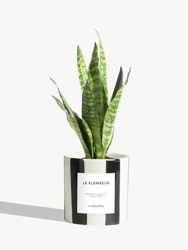 By Charlot Le Flambeur plante céramique noir rayé