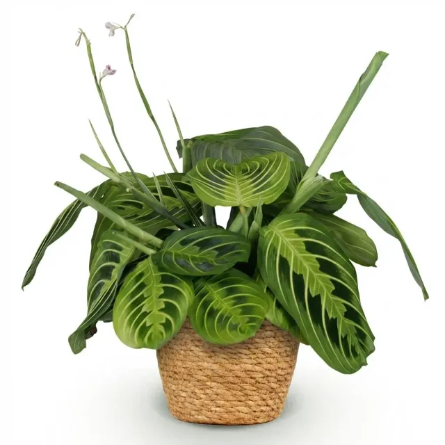 Plant and Stories Maranta Fascinator Lemon Lime plante pot 12 cm pet-friendly