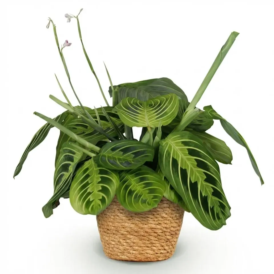 Plant and Stories Maranta Fascinator Lemon Lime plante pot 12 cm pet-friendly