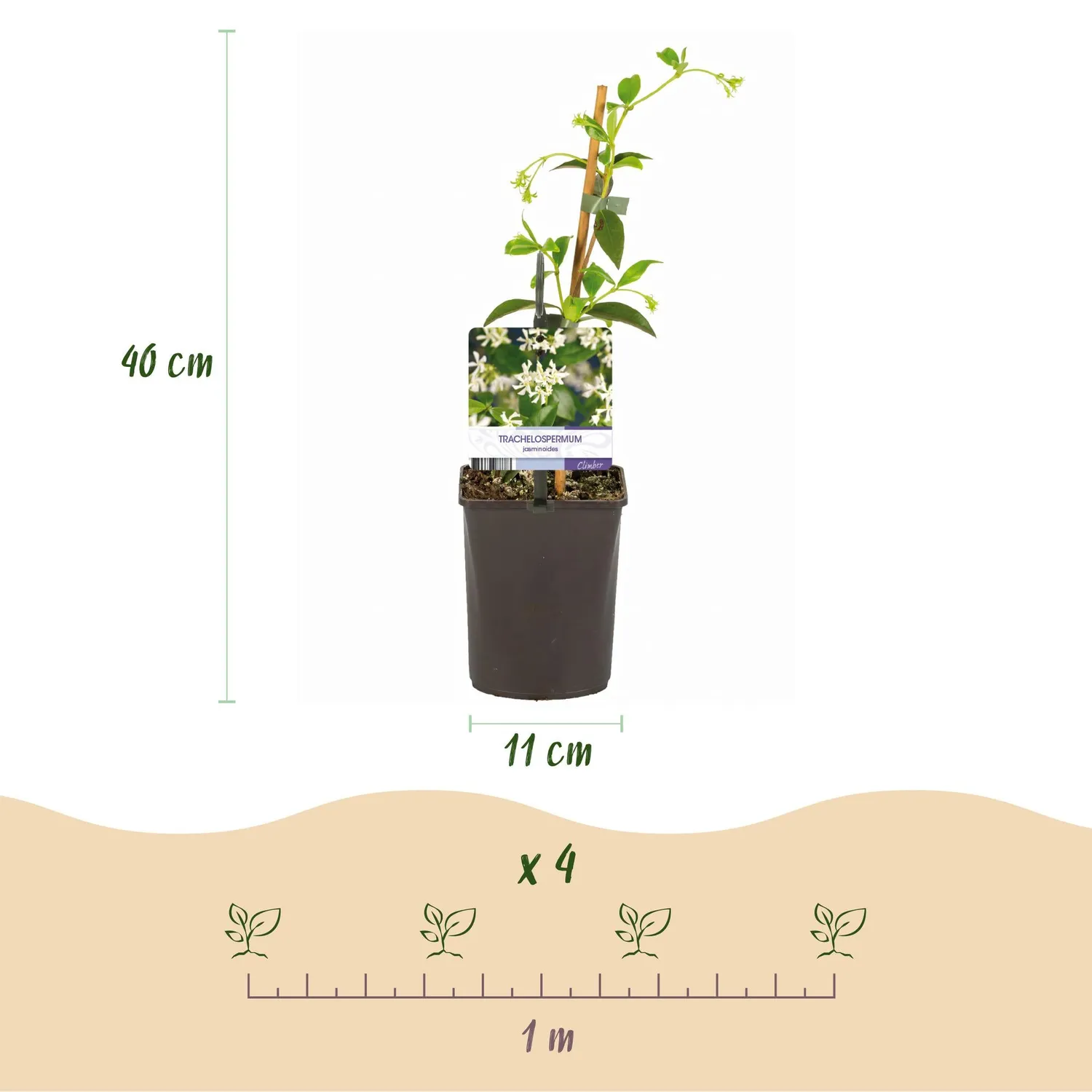 Plant and Stories Jasmin étoilé grimpante lot de 2 parfumée