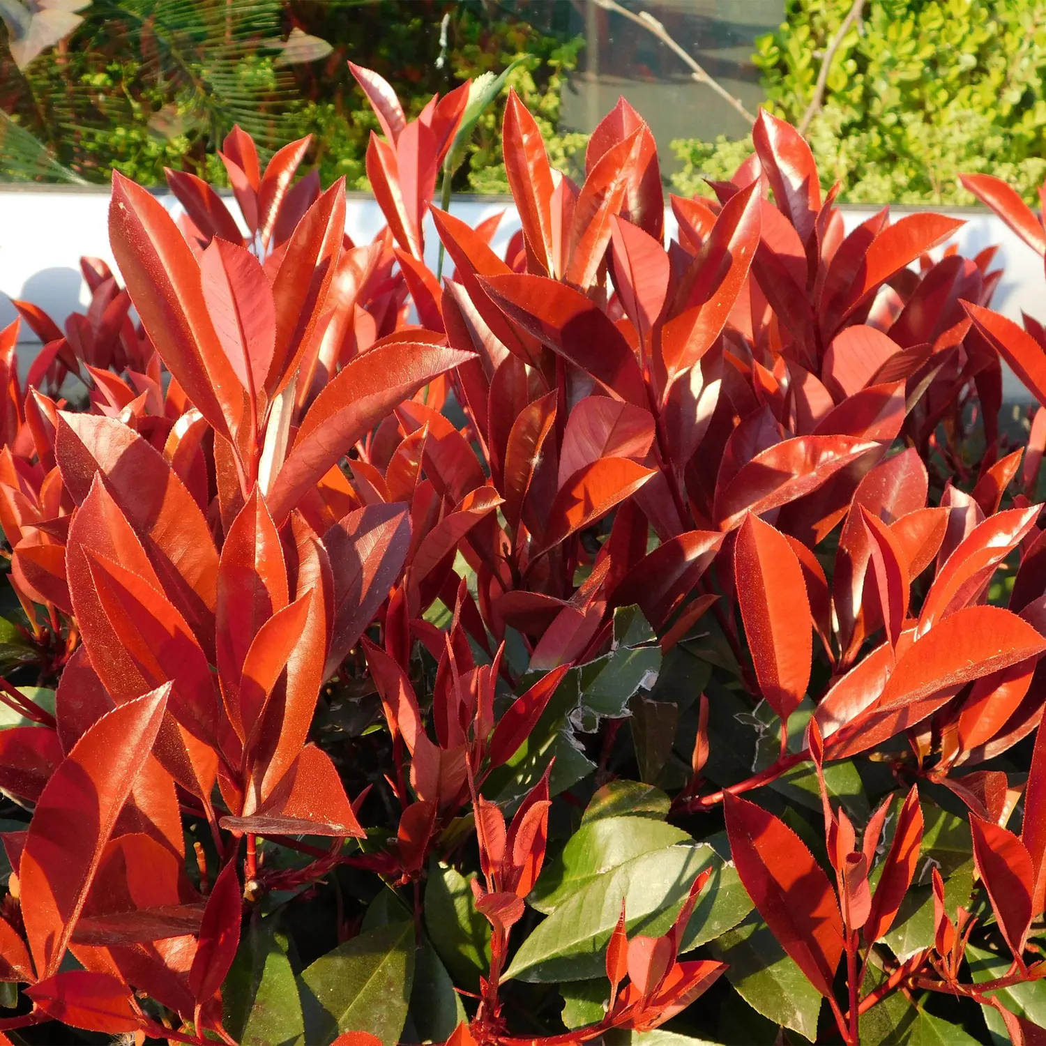 Plant and Stories Photinia Red Robin plante de haie lot 6 rouge