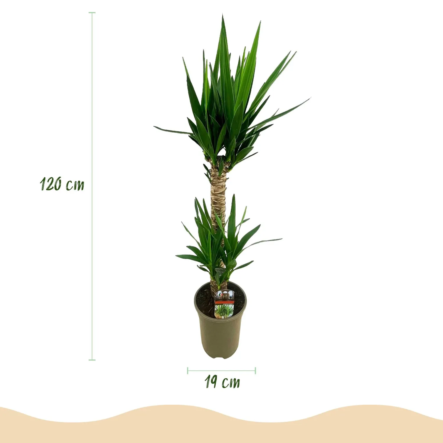 Plant and Stories Elephantipes yucca plante 120 cm 1 plante