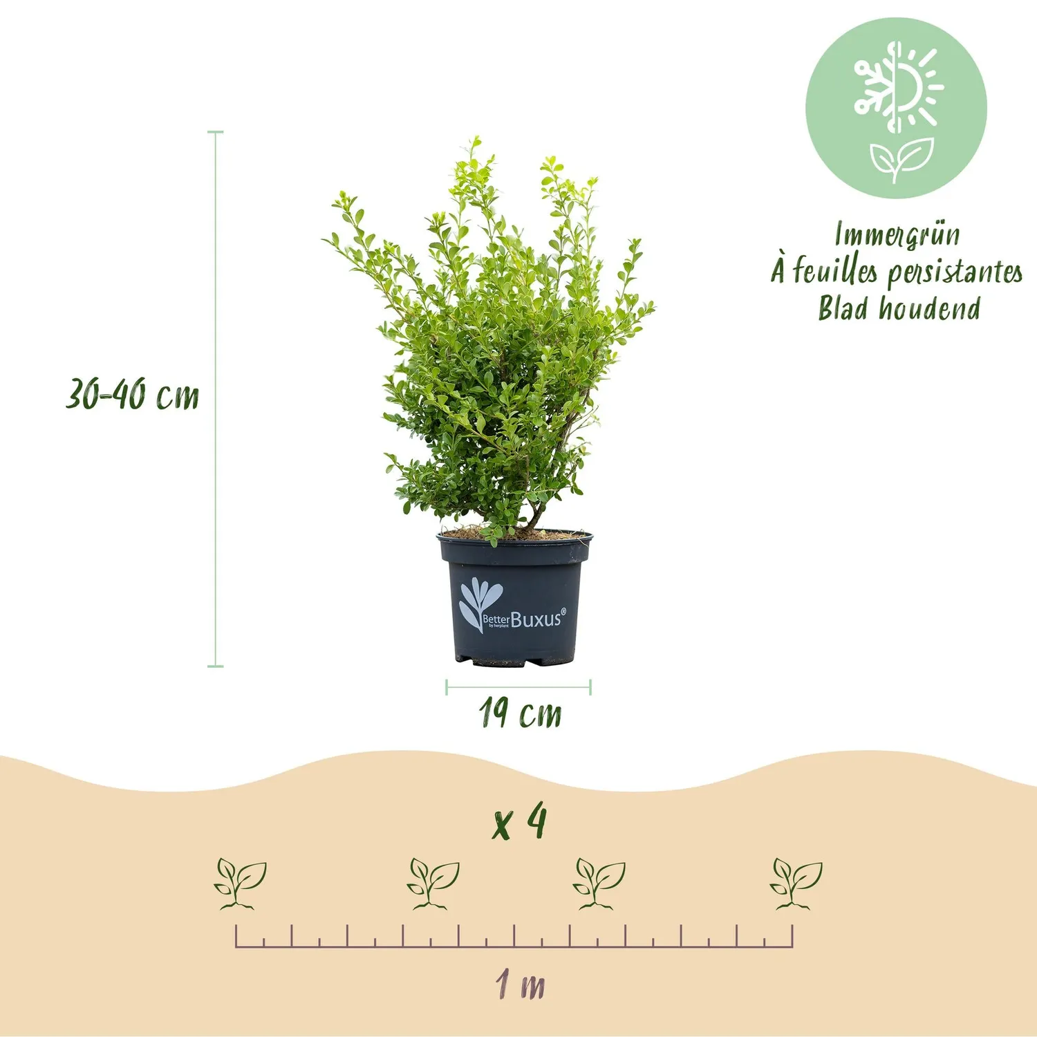 Plant and Stories buis Babylon Beauty haie 4x19cm résistant
