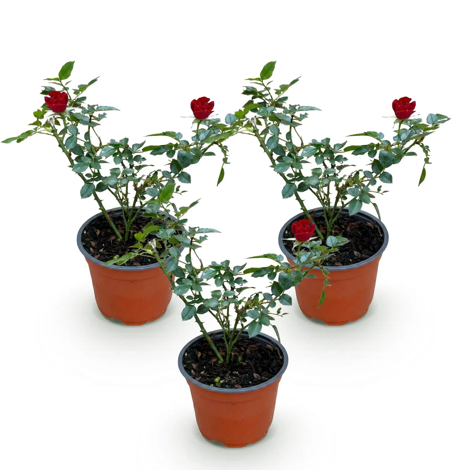 Plant and Stories The Fairy rosier couvre-sol 1 plant rouge
