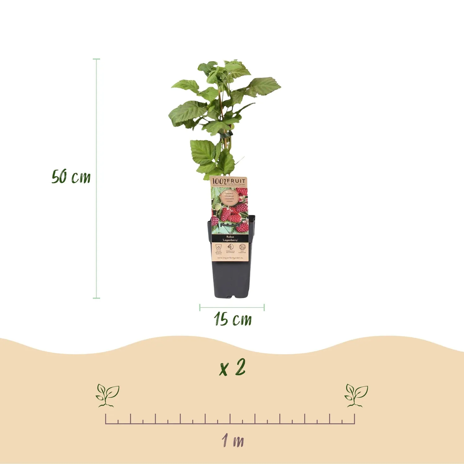 Plant and Stories Thornless Loganberry mûre fruitier 2 plants sans épines