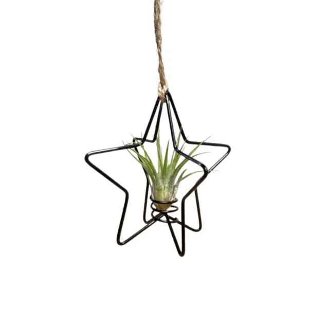 Airplantshop X-Mas Star étoile Noël noire Ionantha