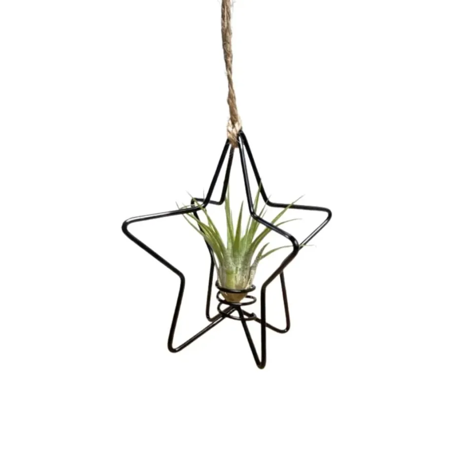 Airplantshop X-Mas Star étoile Noël noire Ionantha