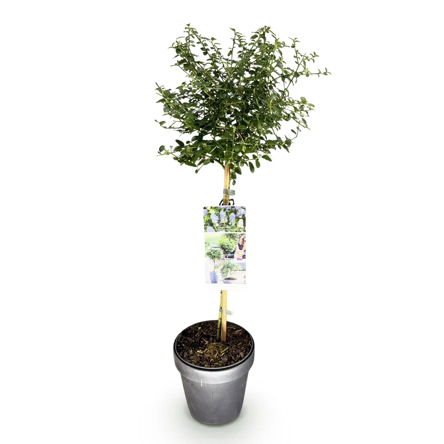 Plant and Stories Céanothe Repens arbuste fleuri pot 19 cm bleu