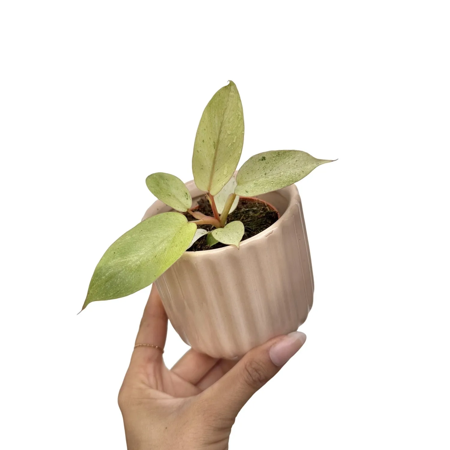 Plant and Stories Snowdrift philodendron plante pot 6 cm marbré