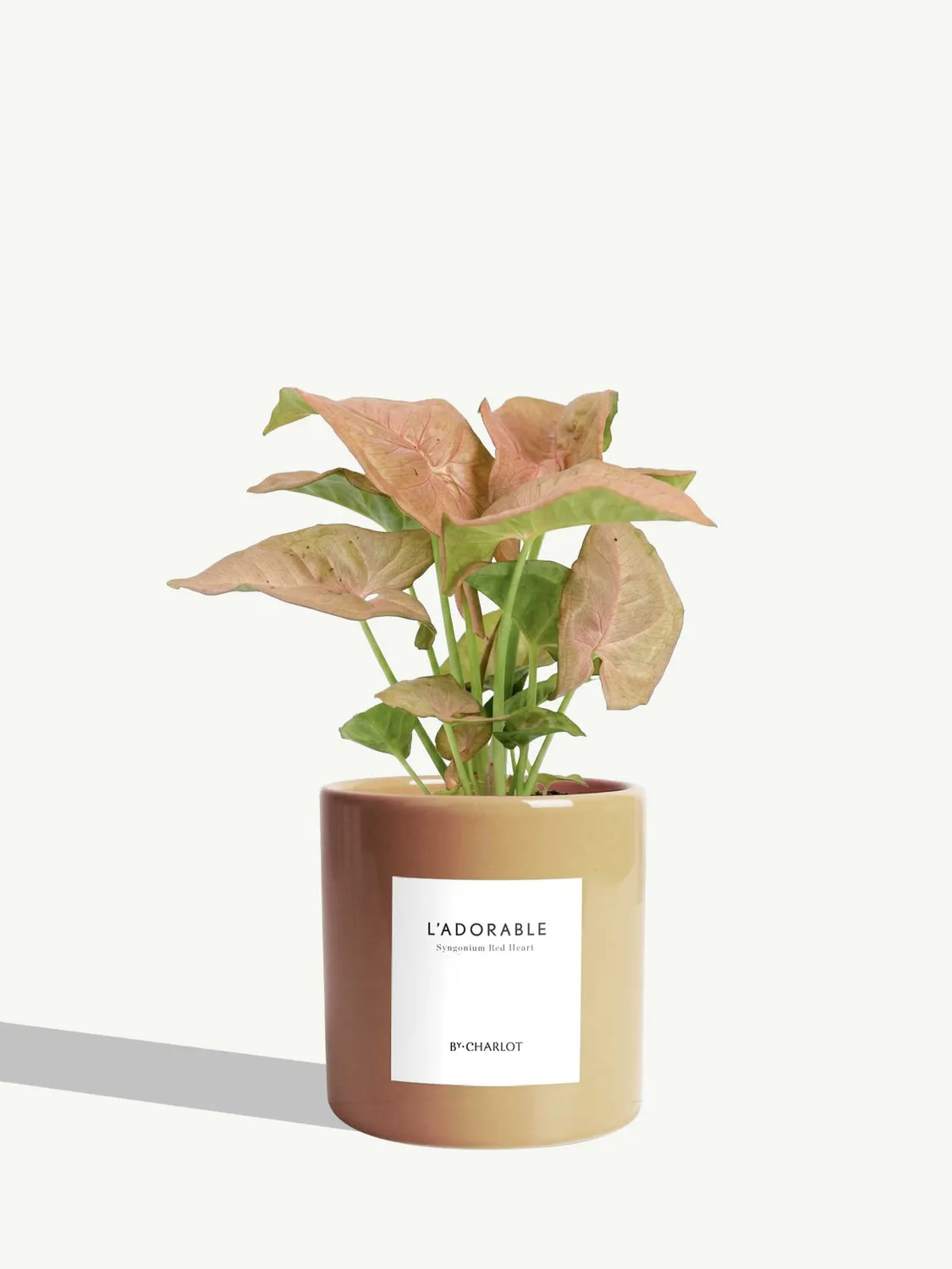 By Charlot L'Adorable Syngonium plante pot 10 cm