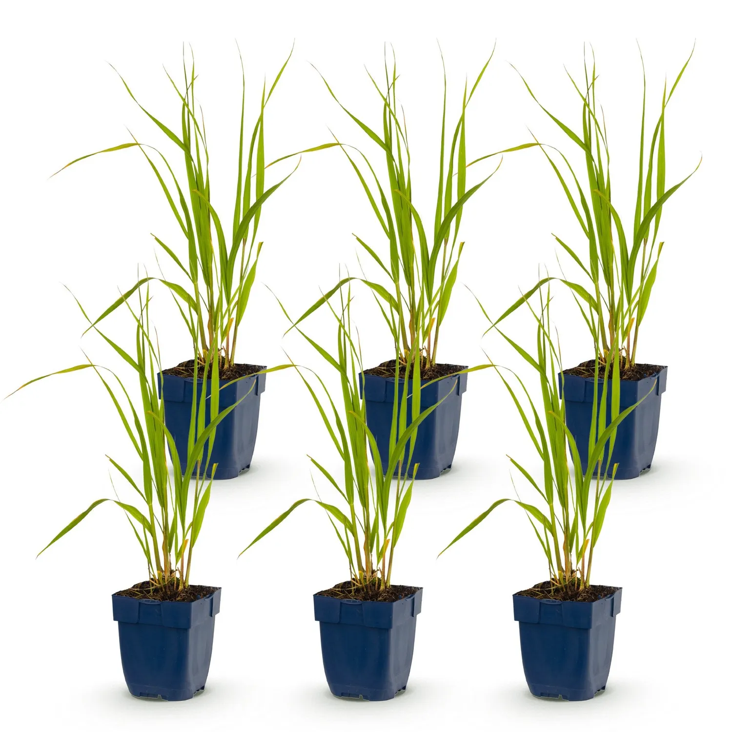 Plant and Stories Molinia Heidebraut graminée pot 11 cm lot 6 plants