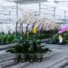 Orchidées de Prestige Brut Sauvage 5 orchidée vive