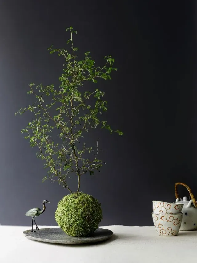 AQUAPHYTE Shosei-en San kokedama sophora extérieur