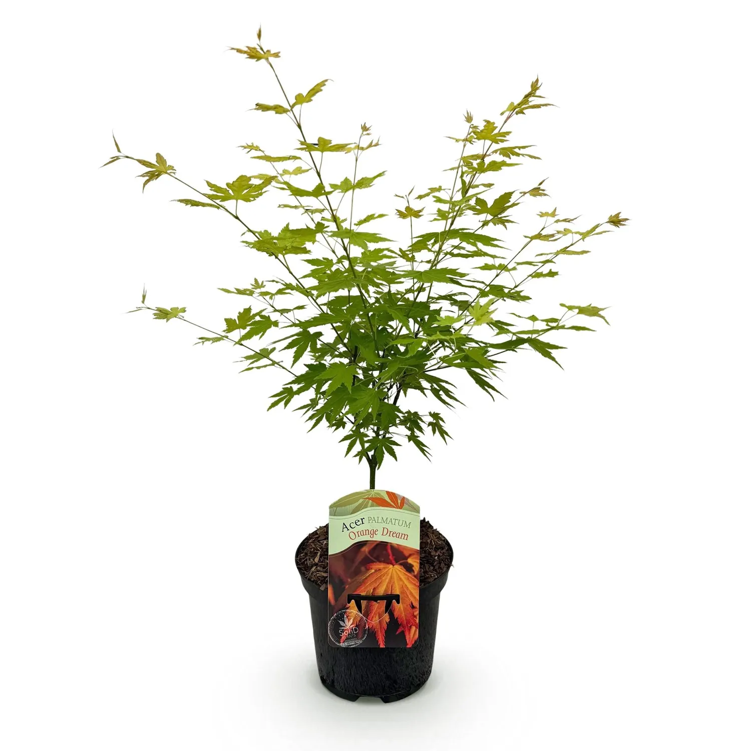 Plant and Stories Orange Dream érable du Japon pot 19cm 70cm