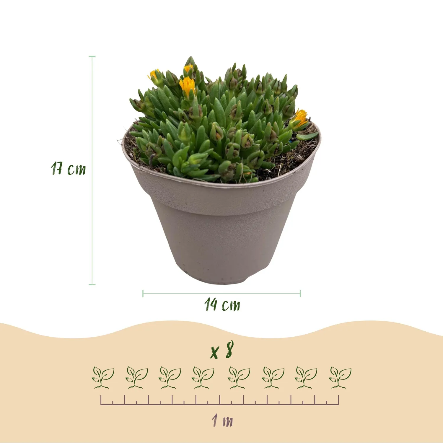 Plant and Stories Delosperma pourpier vivace couvre-sol 4 plants plein soleil