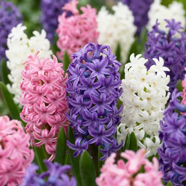 Plant and Stories Pastel jacinthe 20 bulbes mélange parfumé