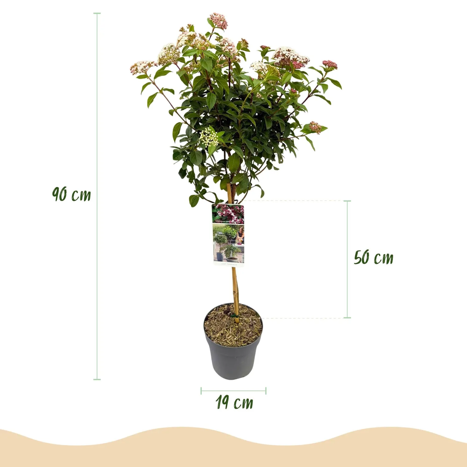 Plant and Stories Viorne Viburnum arbuste fleuri pot 19 cm 90 cm parfumé