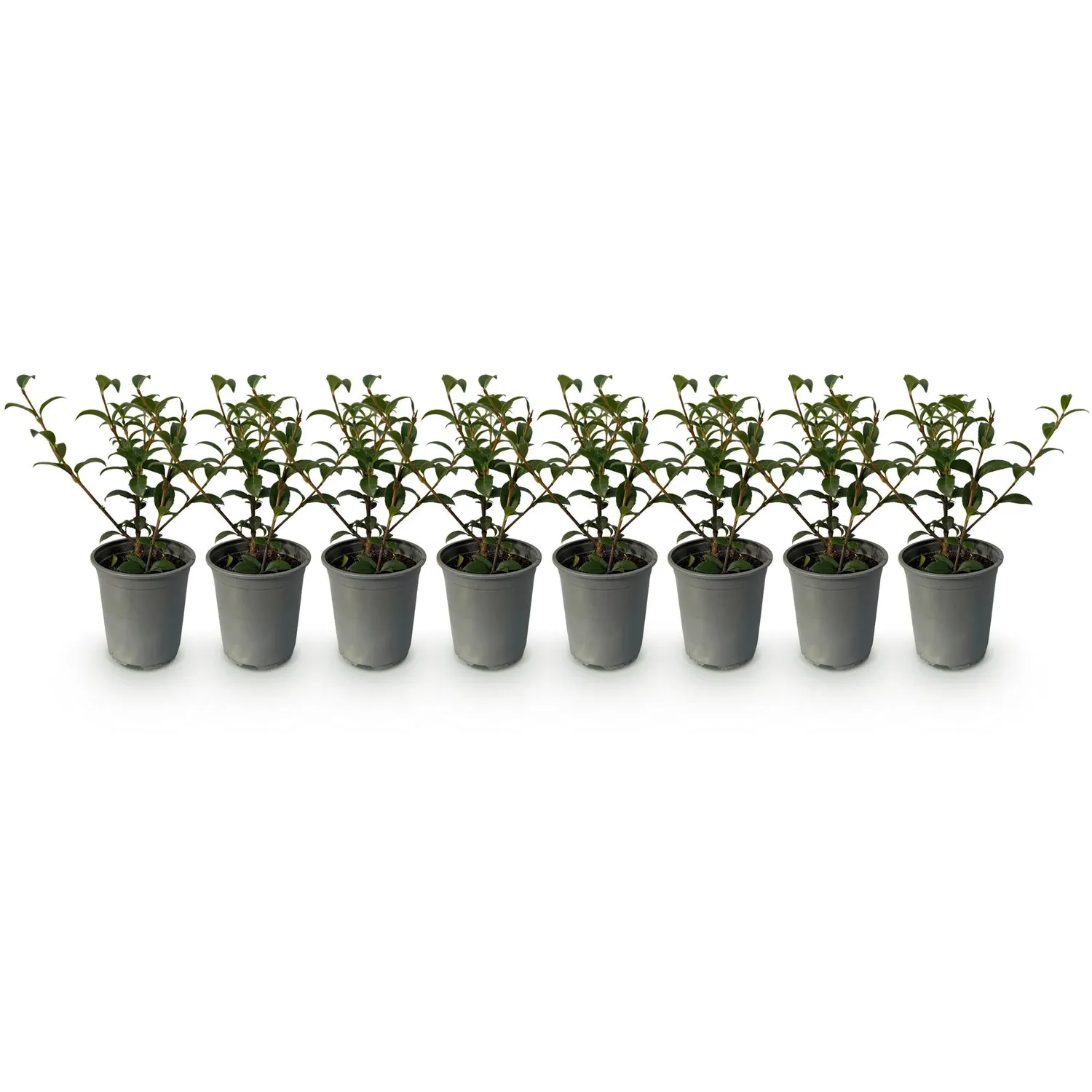 Plant and Stories Osmanthus Burkwoodii plante haie lot 8 persistant