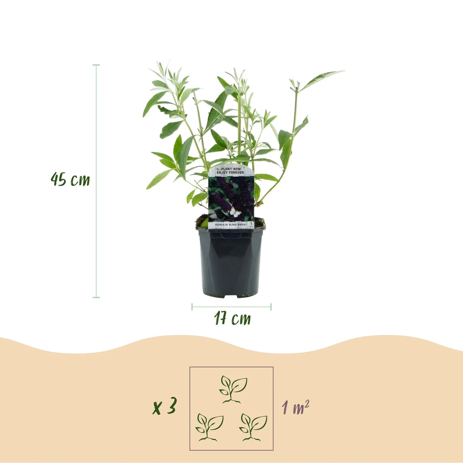 Plant and Stories Buddleja Black Night arbuste 1 plant violet