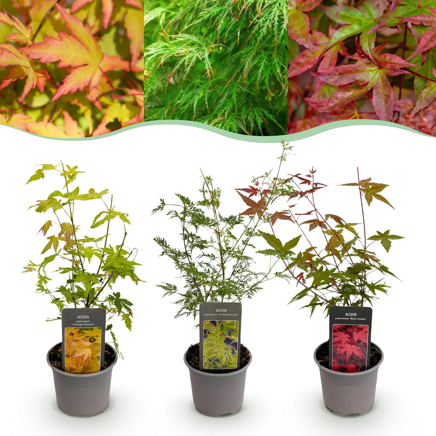 Plant and Stories Érable Japon Acer lot 3 plants tricolore