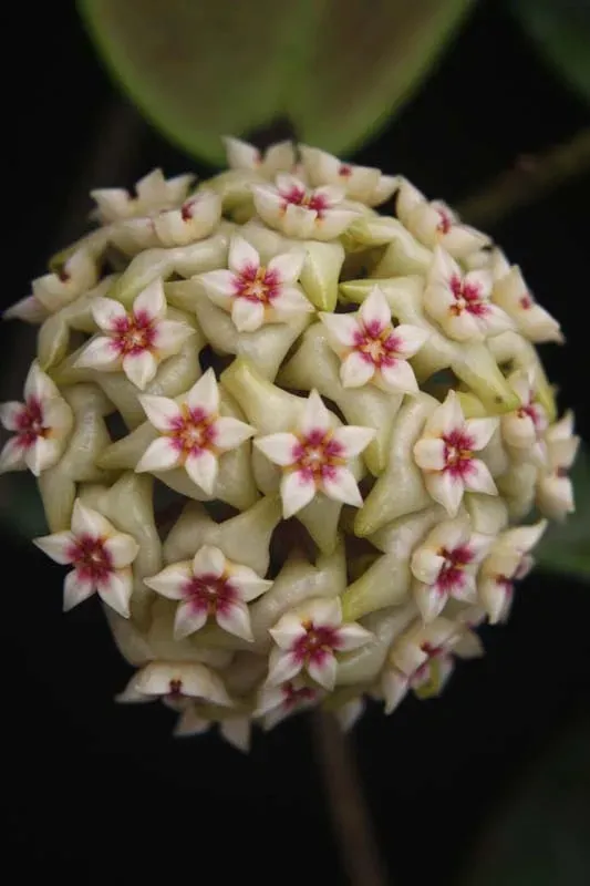 Plant and Stories Hoya Verticillata Wibergiae plante grimpante pot 6 cm