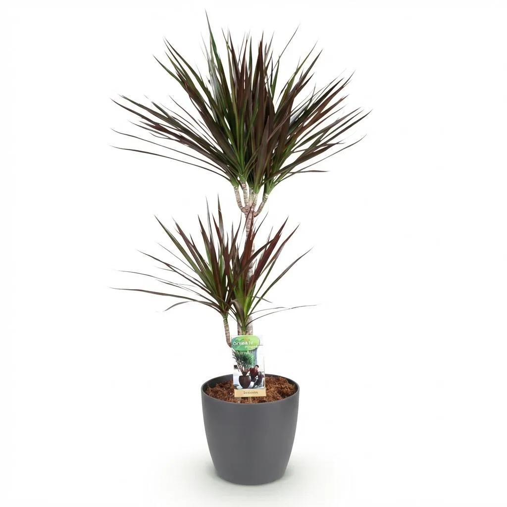 Plant and Stories Dracaena Magenta dragonnier pot 17 cm bordeaux