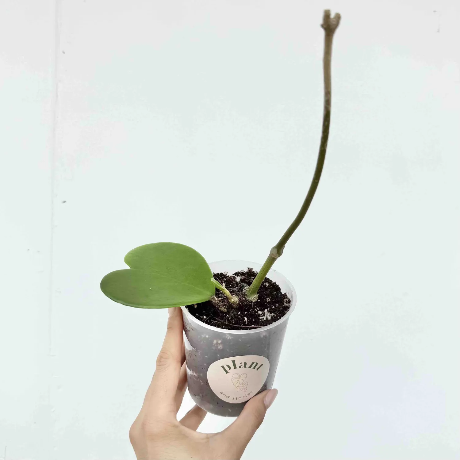 Plant and Stories Hoya Kerrii plante d’intérieur pot 6 cm cœur