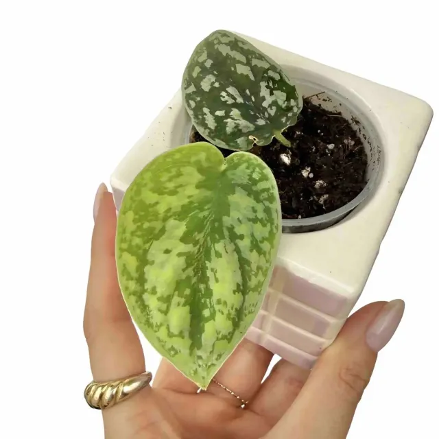 Plant and Stories Scindapsus Tricolor Silver plante pot 6 cm argentée