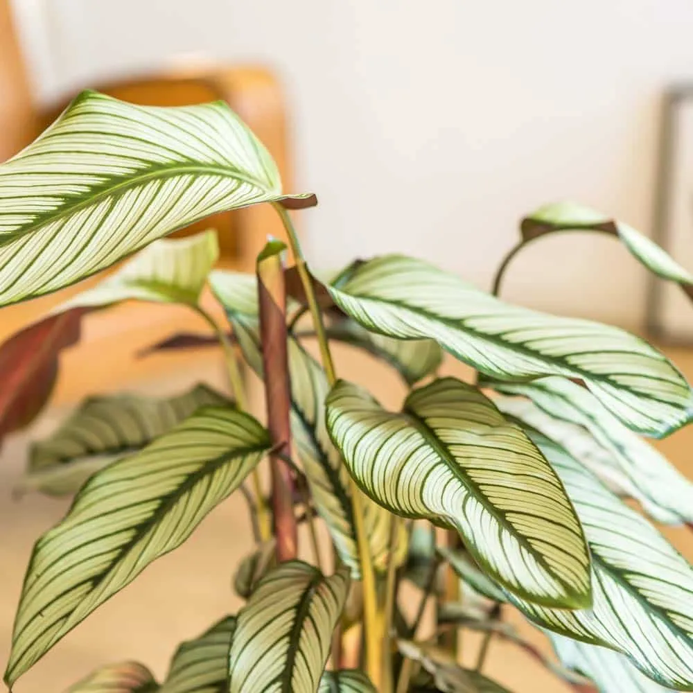 Réconciliation Végétale William calathea whitestar plante verte D19