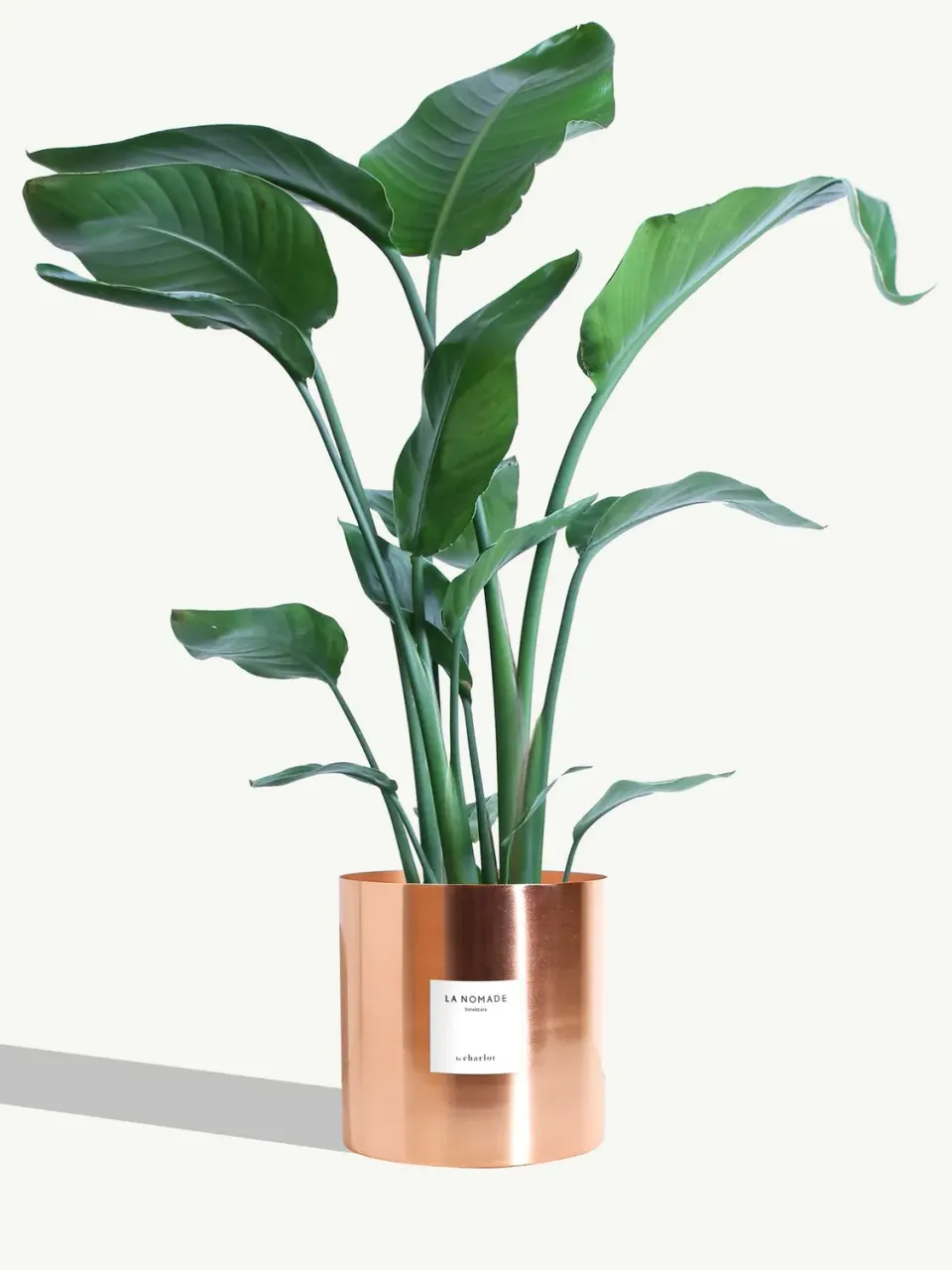 By Charlot La Nomade strelitzia grande plante 100 cm