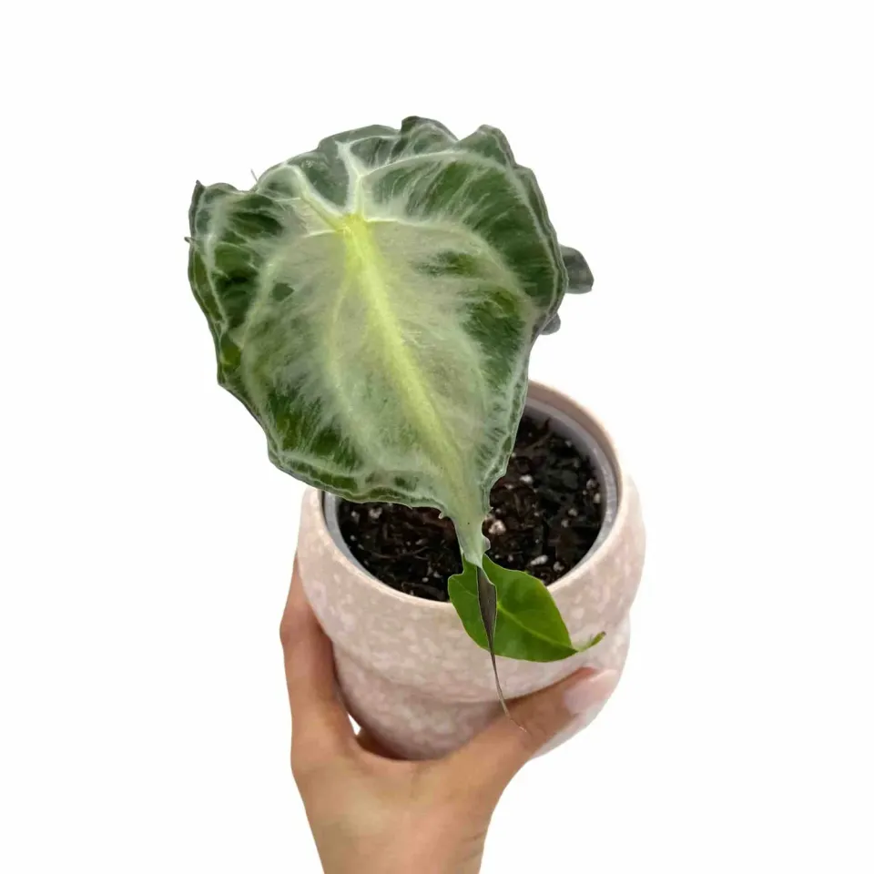 Plant and Stories Venom alocasia plante pot 8 cm nervurée