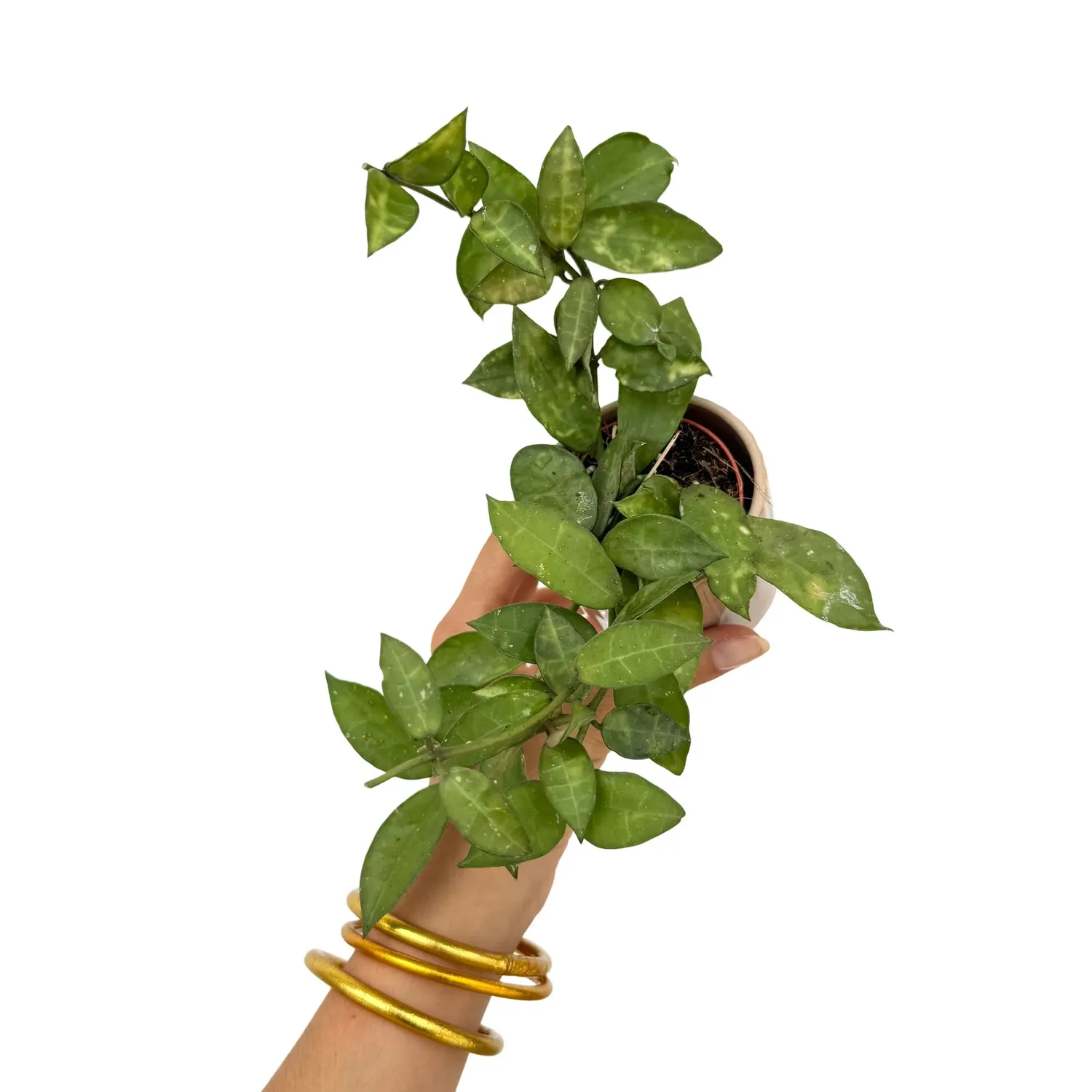 Plant and Stories Hoya lacunosa Amarillo plante pot 6cm parfumée