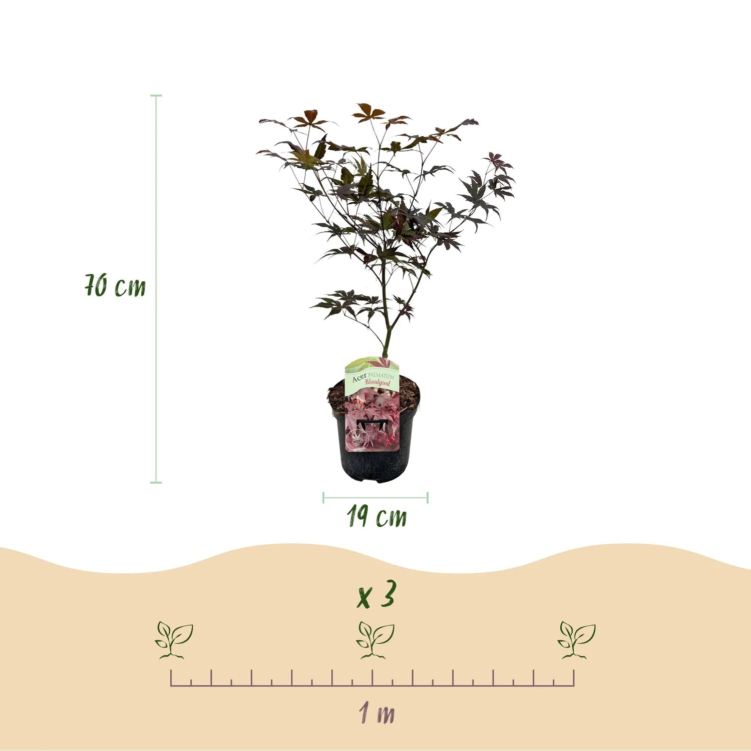 Plant and Stories Bloodgood érable du Japon 70 cm pot 19 cm rouge