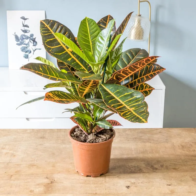 Réconciliation Végétale Léonie Croton Petra plante verte colorée