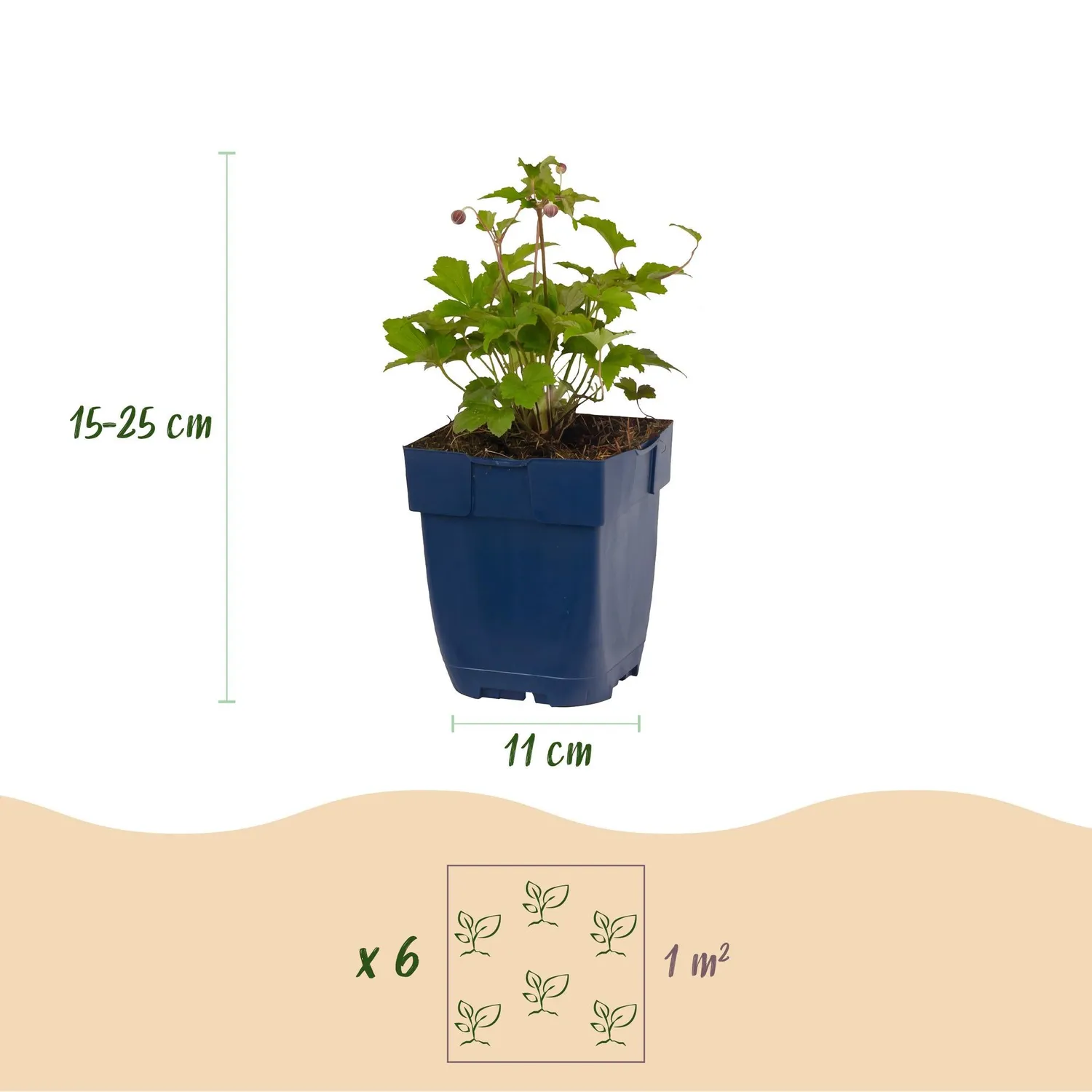 Plant and Stories Anémone Japon Tricolour plante 6 plants ombre
