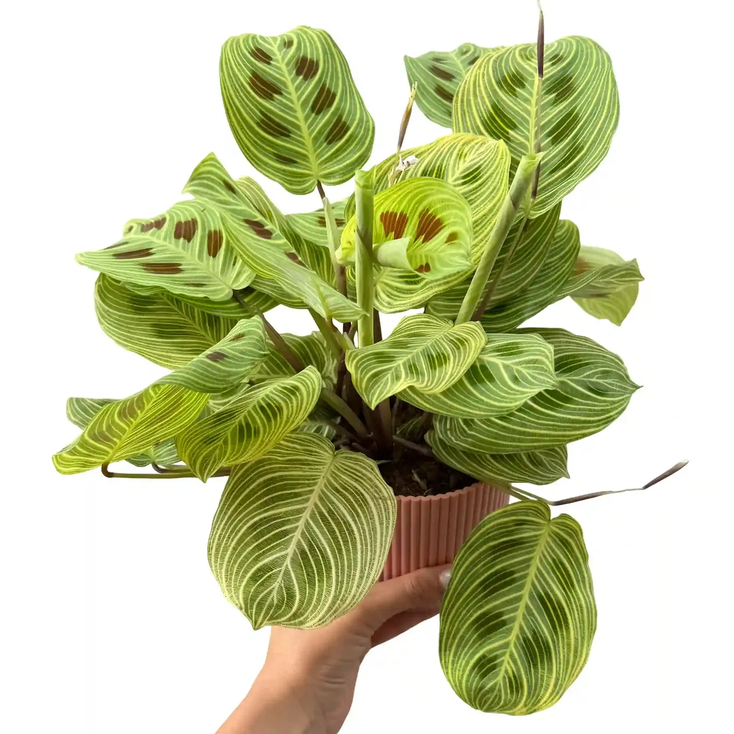 Plant and Stories Maranta Light Veins plante pot 11 cm nervures