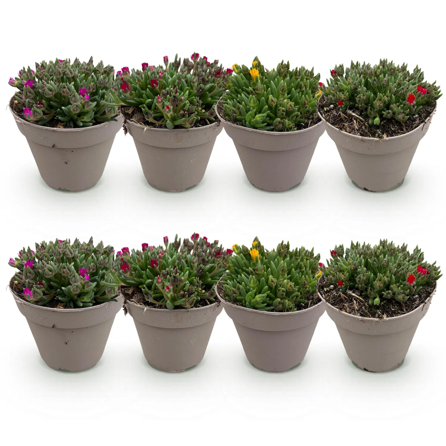 Plant and Stories Delosperma pourpier vivace couvre-sol 4 plants plein soleil