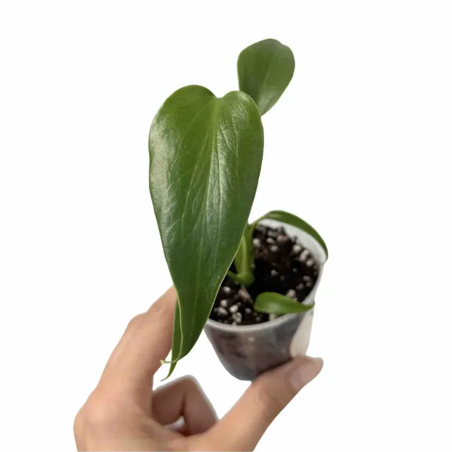 Plant and Stories Monstera Burle Marx Flame plante pot 6 cm découpée